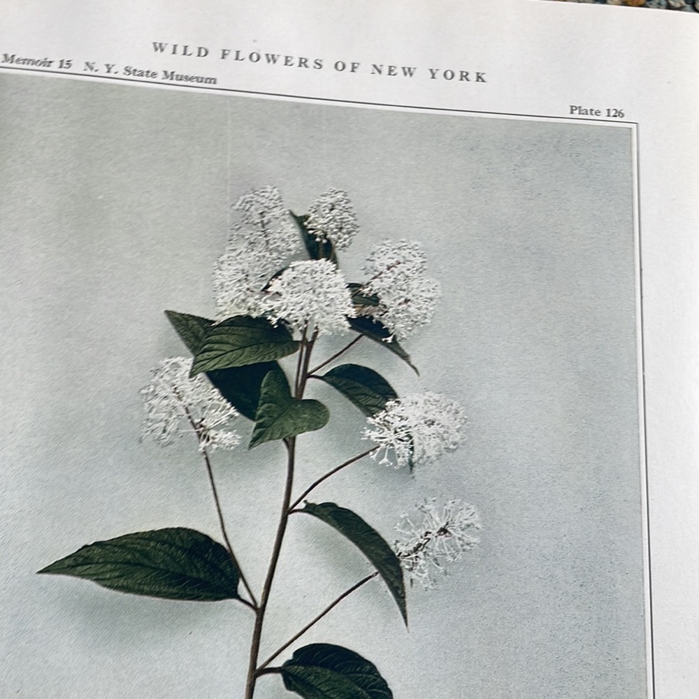 🖤5/$25 Antique Botanical Plant Print Original over 100 years old